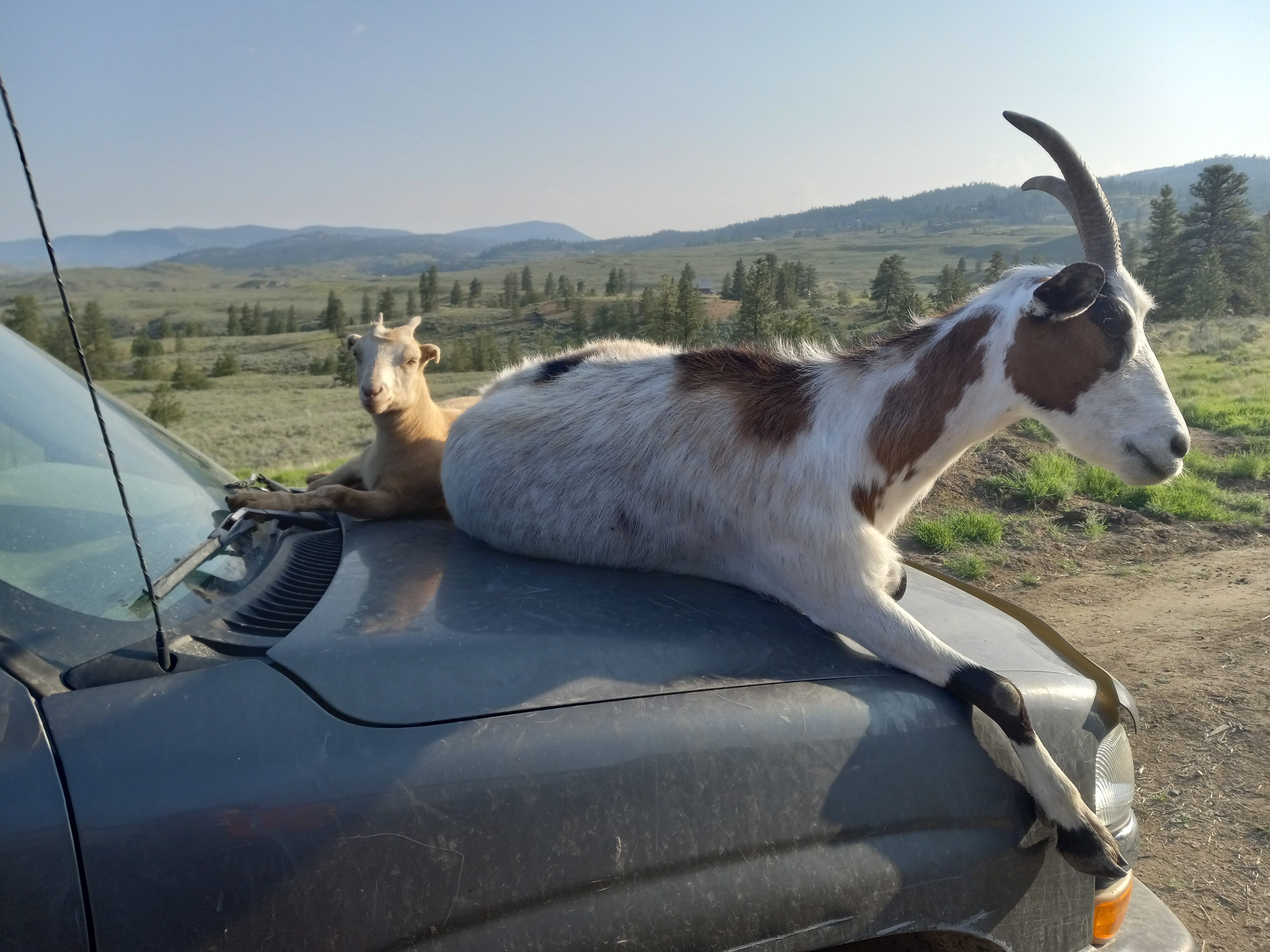 Goats on a car
