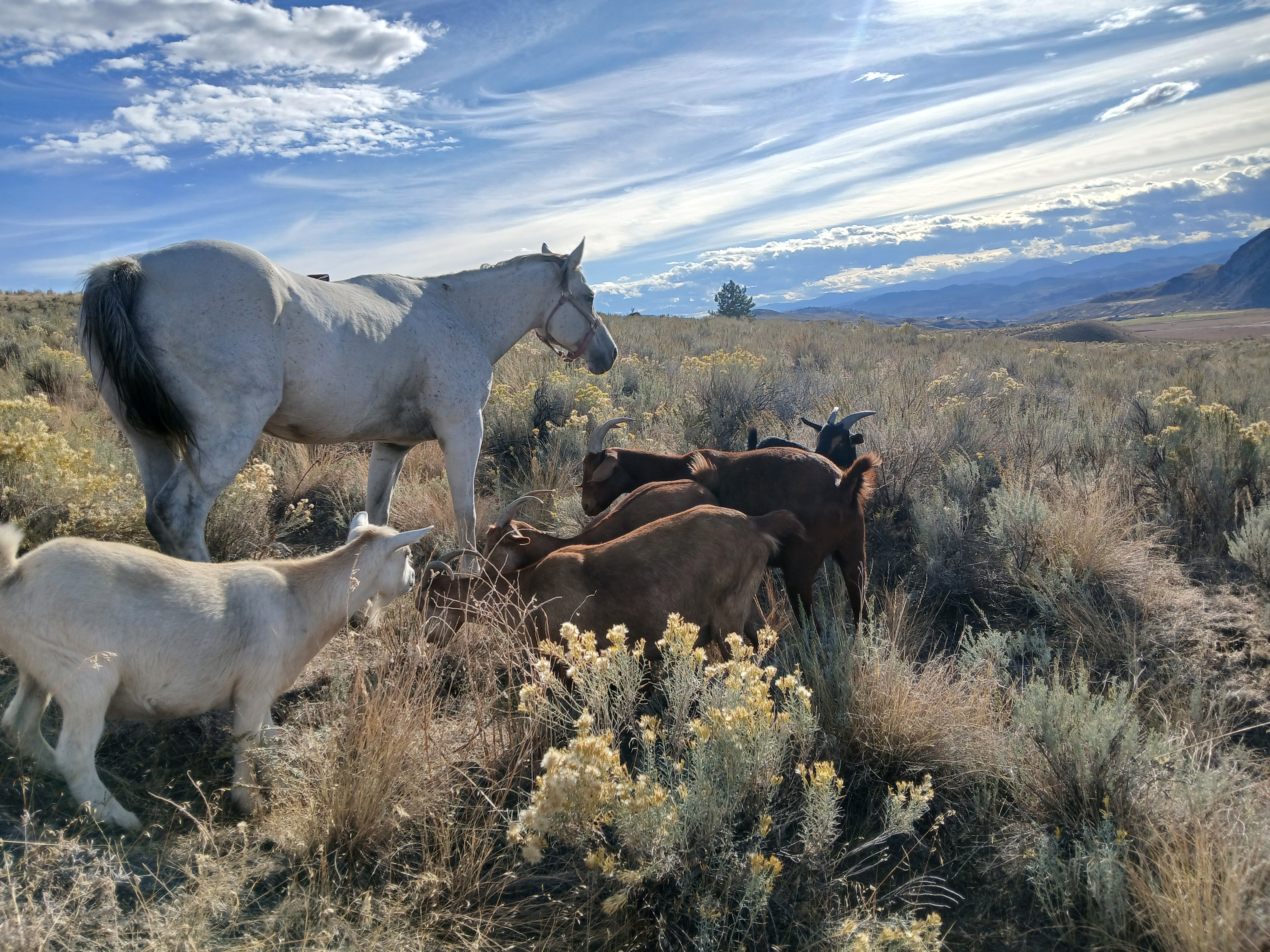 Bonnie the horse with goats
