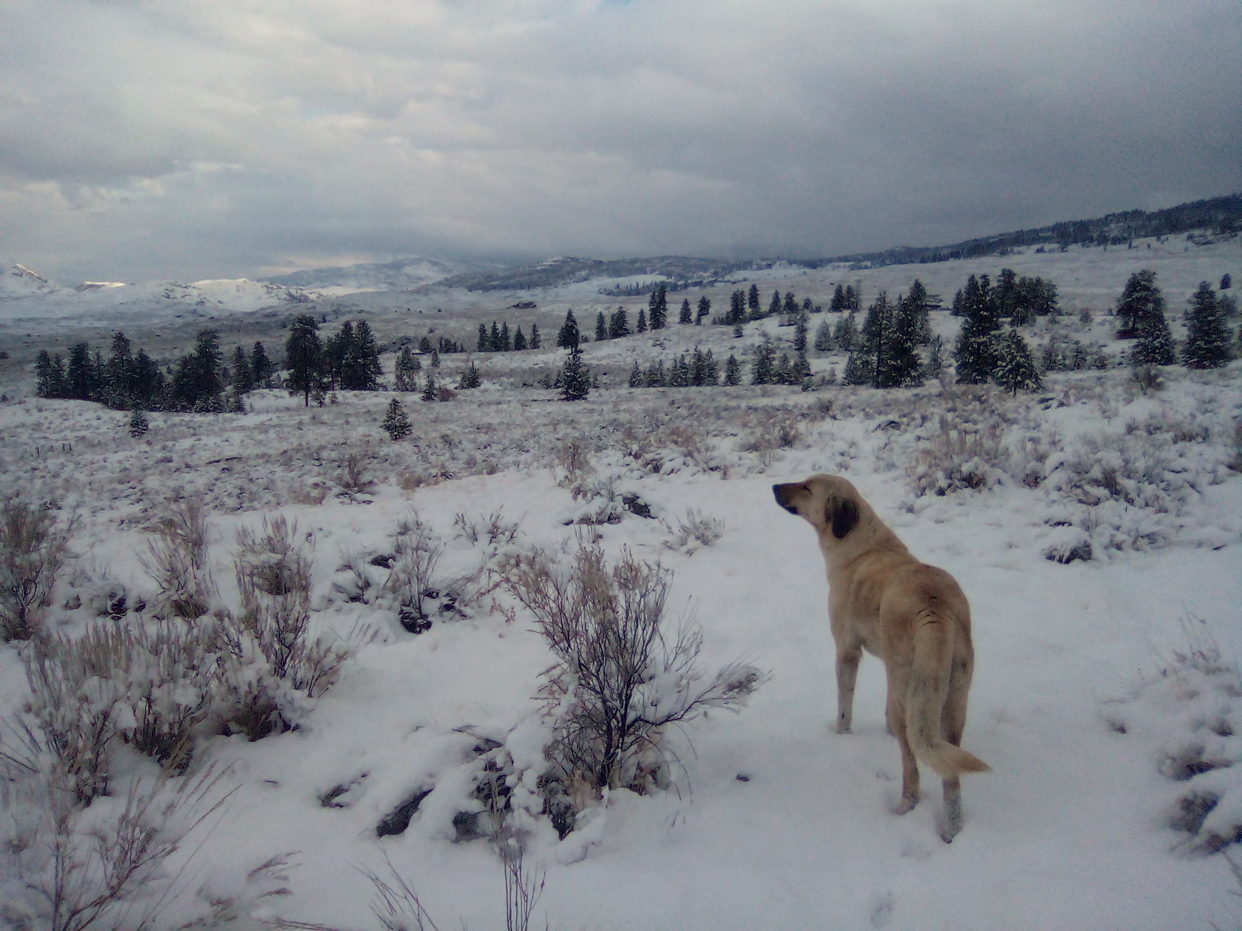 Adella the livestock guardian dog on the land