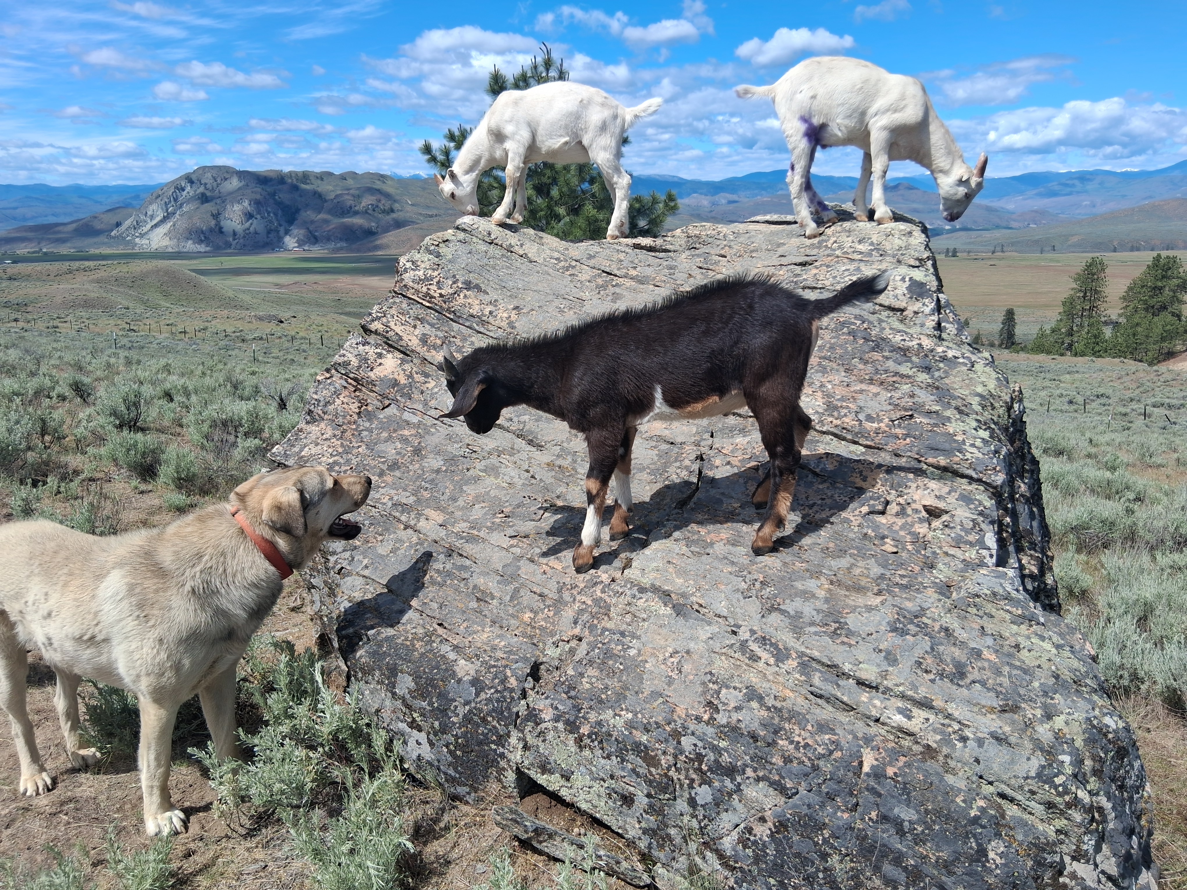 Cooper with baby goats