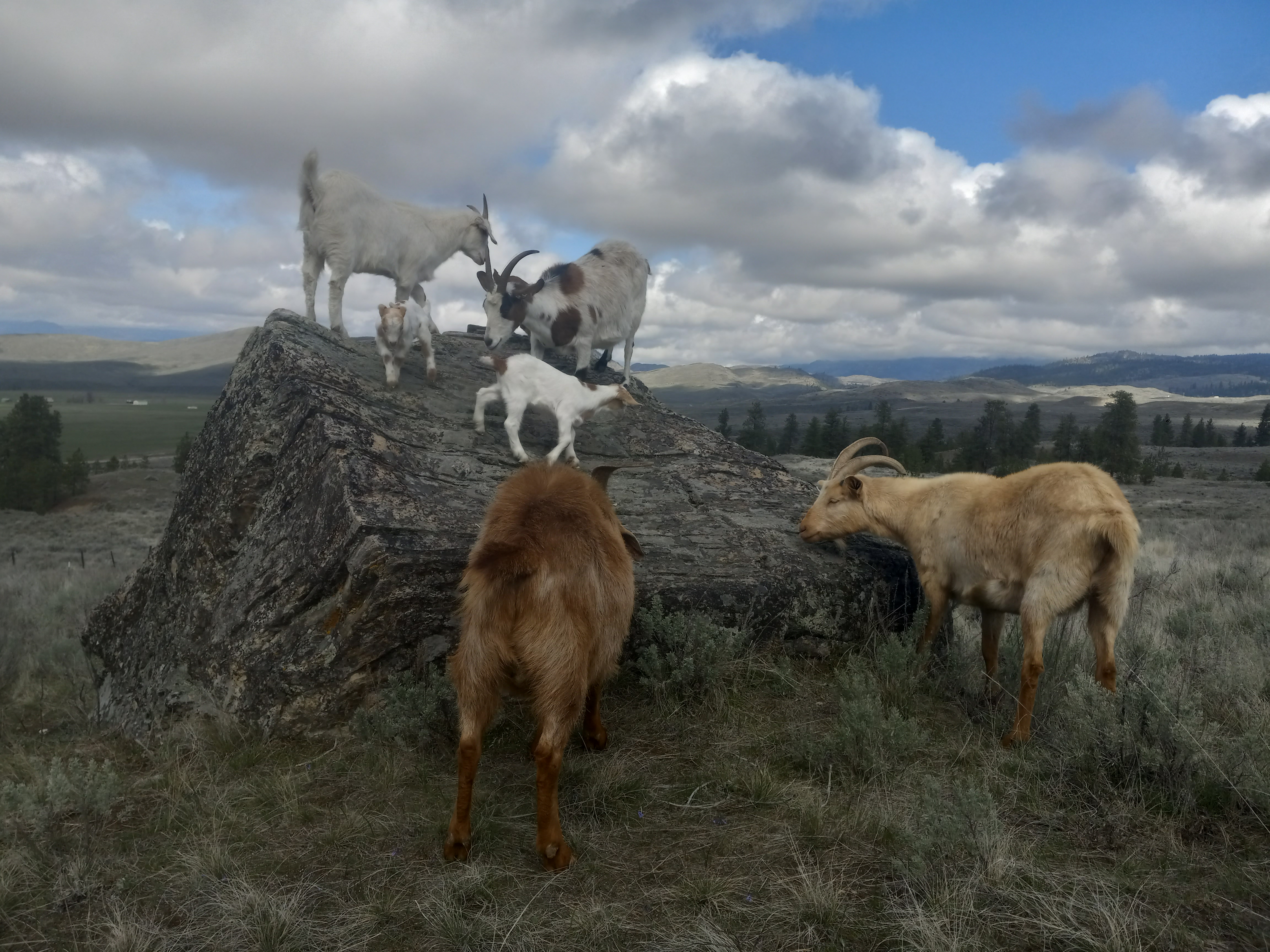 Goat family time