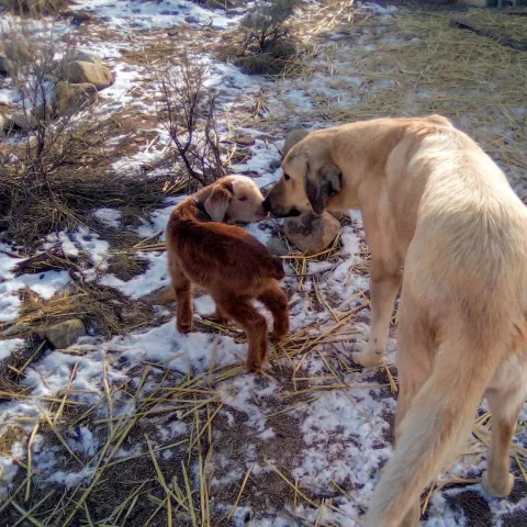 Adella the livestock guardian dog with OD as a young goat kid