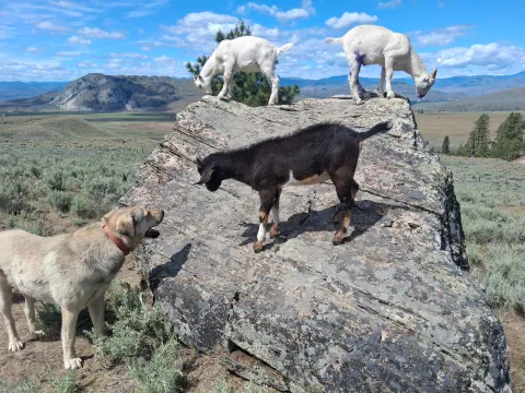 Cooper the guardian dog with new goat kids