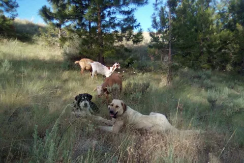 Adella and Marco the puppy with three goats in the snow