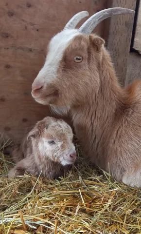 Sherbie with Eliza as a baby goat