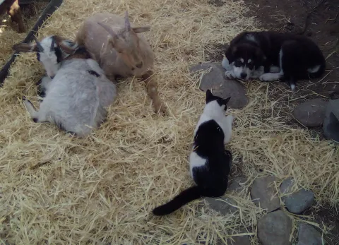 Two goats, Marco the puppy, and Moffie the cat gathered together