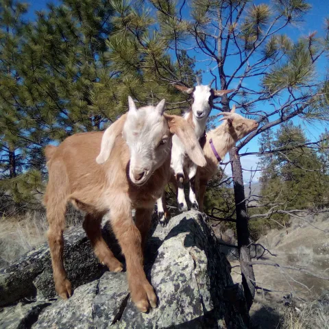 OD, Precious, and Pete standing together on a rock outcrop